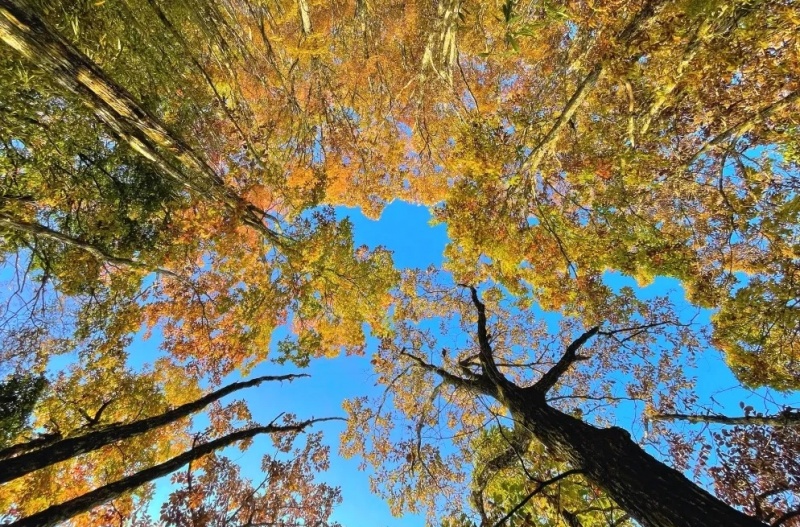 鬼谷岭 秋 鬼谷岭 秋