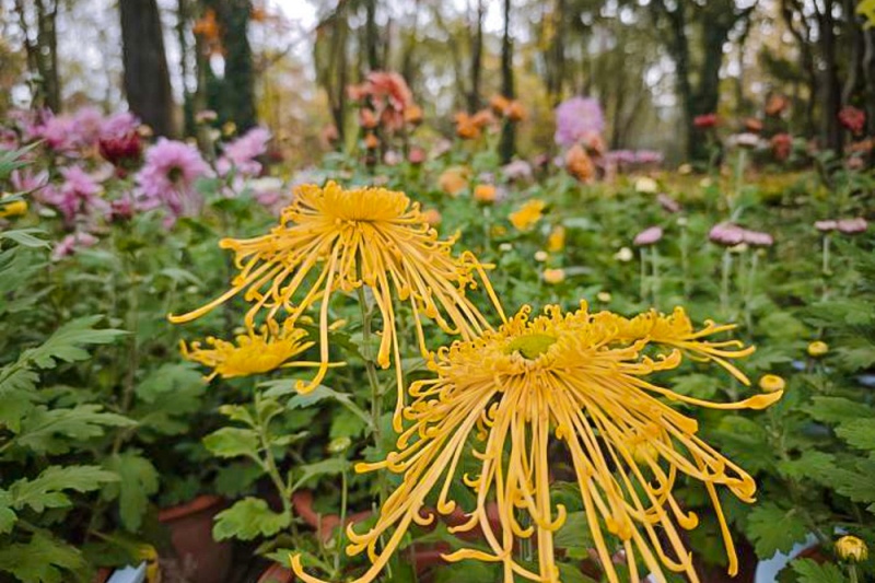 宝鸡植物园菊展 