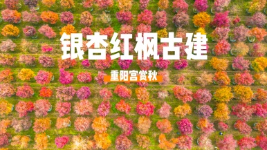 【秋摄| 银杏红枫古建】11月  银杏黄枫叶红 秋意正浓 全真祖庭重阳宫 赏秋1日