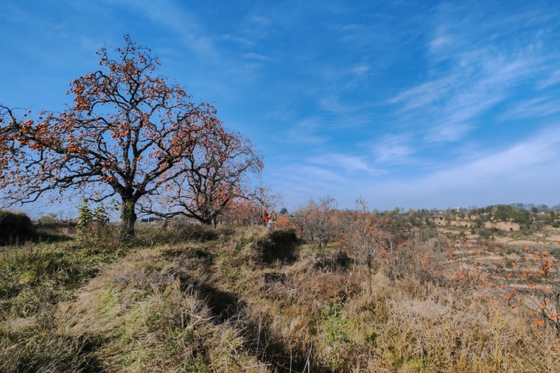 彬县罗店柿林 彬县罗店柿林
