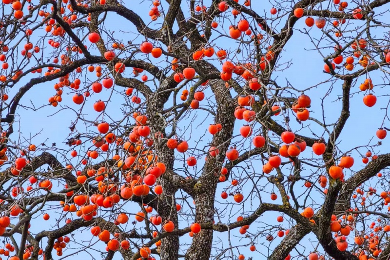 彬县罗店柿林 彬县罗店柿林