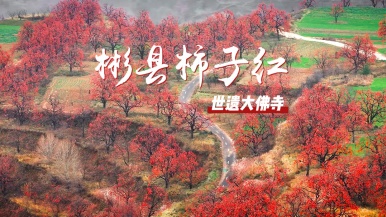 【彬州柿子红 世遗大佛寺】11月 彬州柿子红  彬县大佛寺 1日