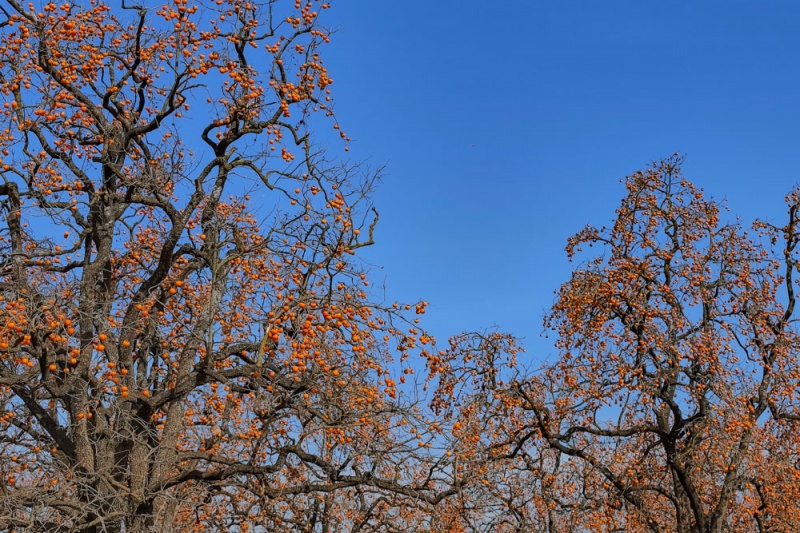 彬县罗店柿林 彬县罗店柿林