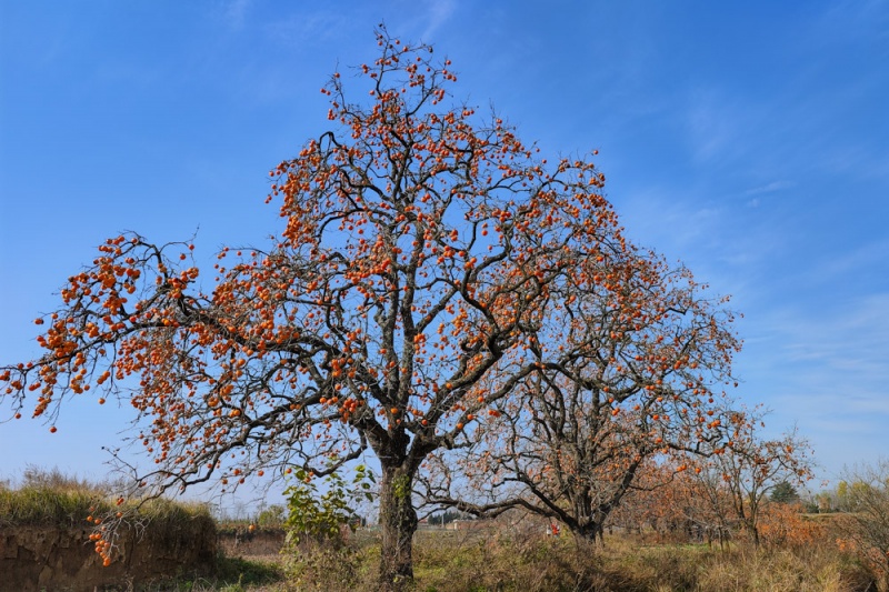 彬县罗店柿林 彬县罗店柿林