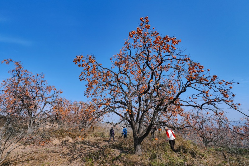 彬县罗店柿林 彬县罗店柿林