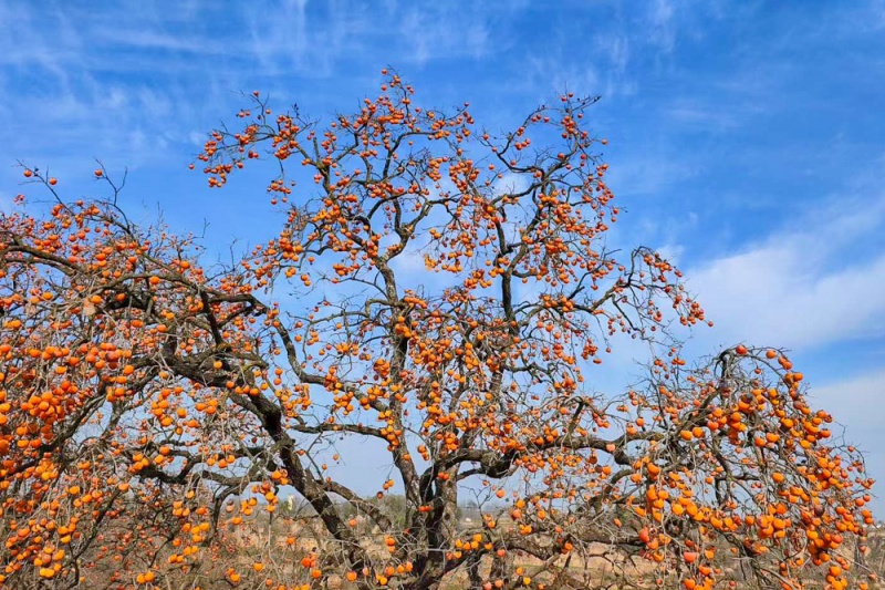 彬县罗店柿林 彬县罗店柿林