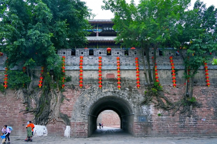 长在墙上的树