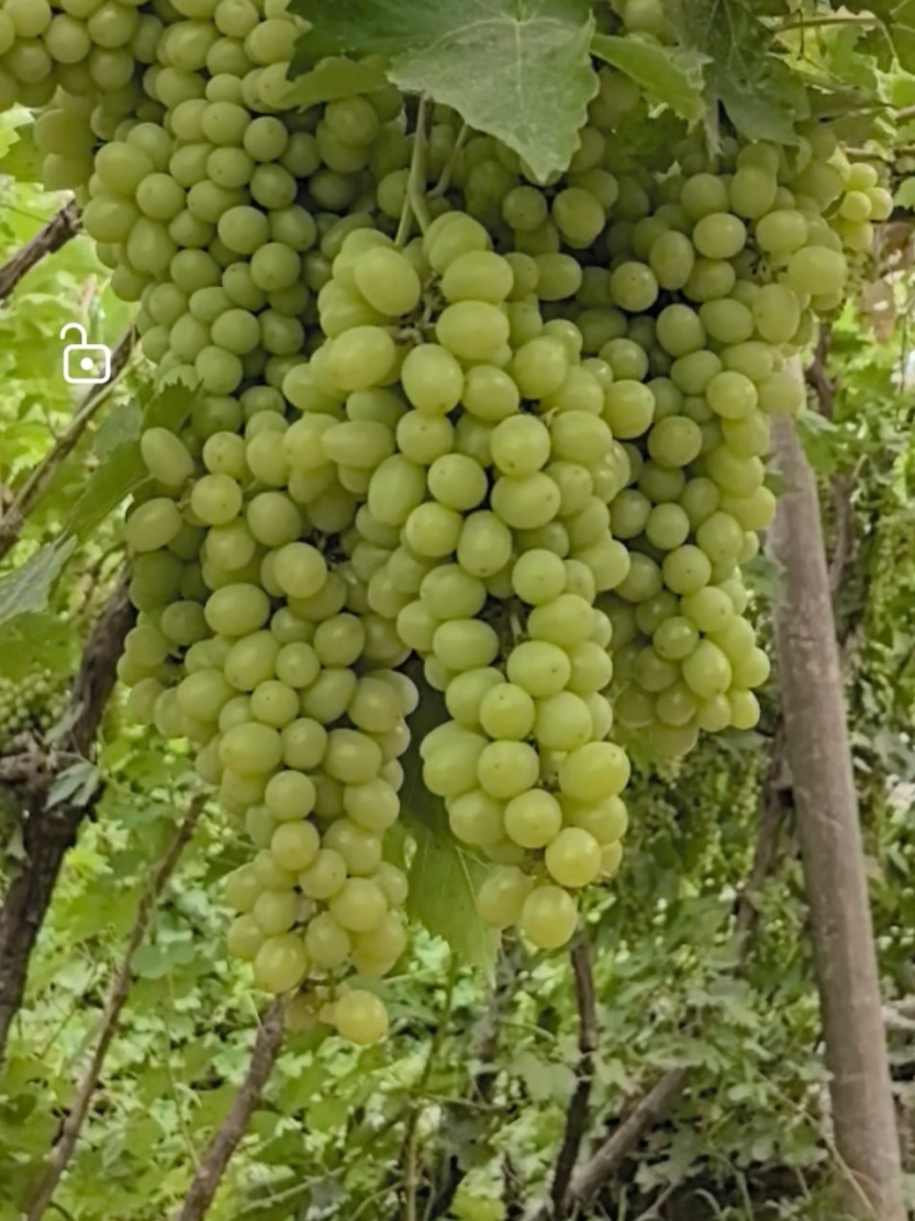 687df46e7d474.jpg