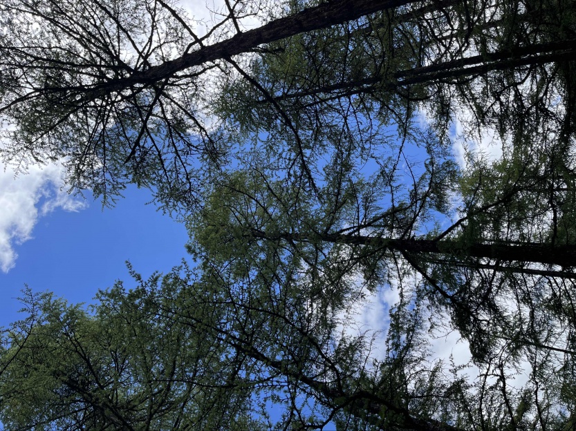 6881e53731811.jpg