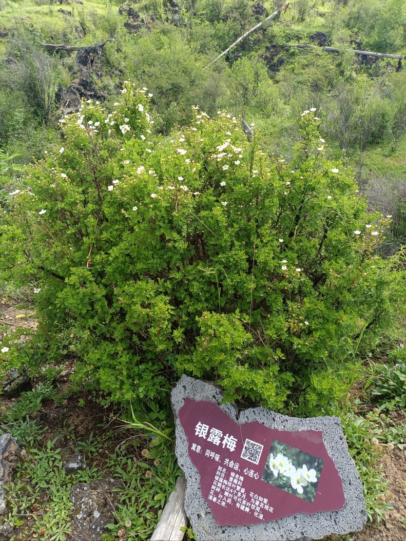 6888d920453fd.jpg