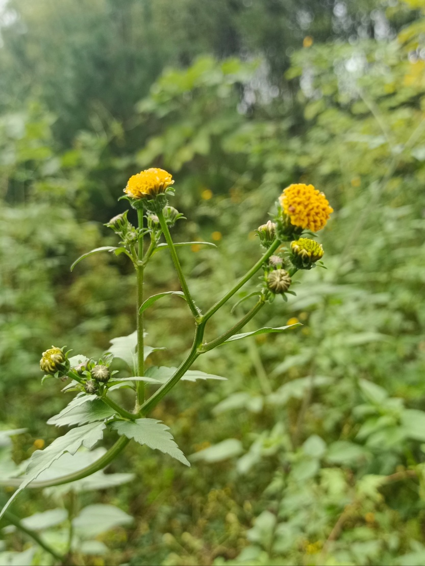 68e73392d874e.jpg