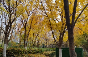 西安幸福林带秋色之二