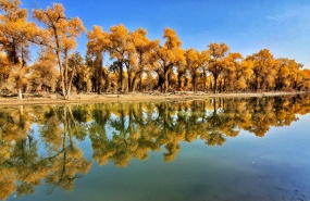 南疆行.走进塔里木胡杨林