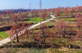 彬州罗店村的柿子红了