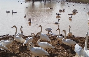 山西平陆天鹅记
