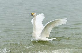 冬季最美遇见——平陆大天鹅