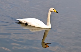 跟驢窩去平路觀天鵝。